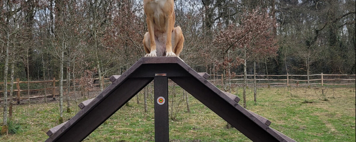 Hondenspeeltuin