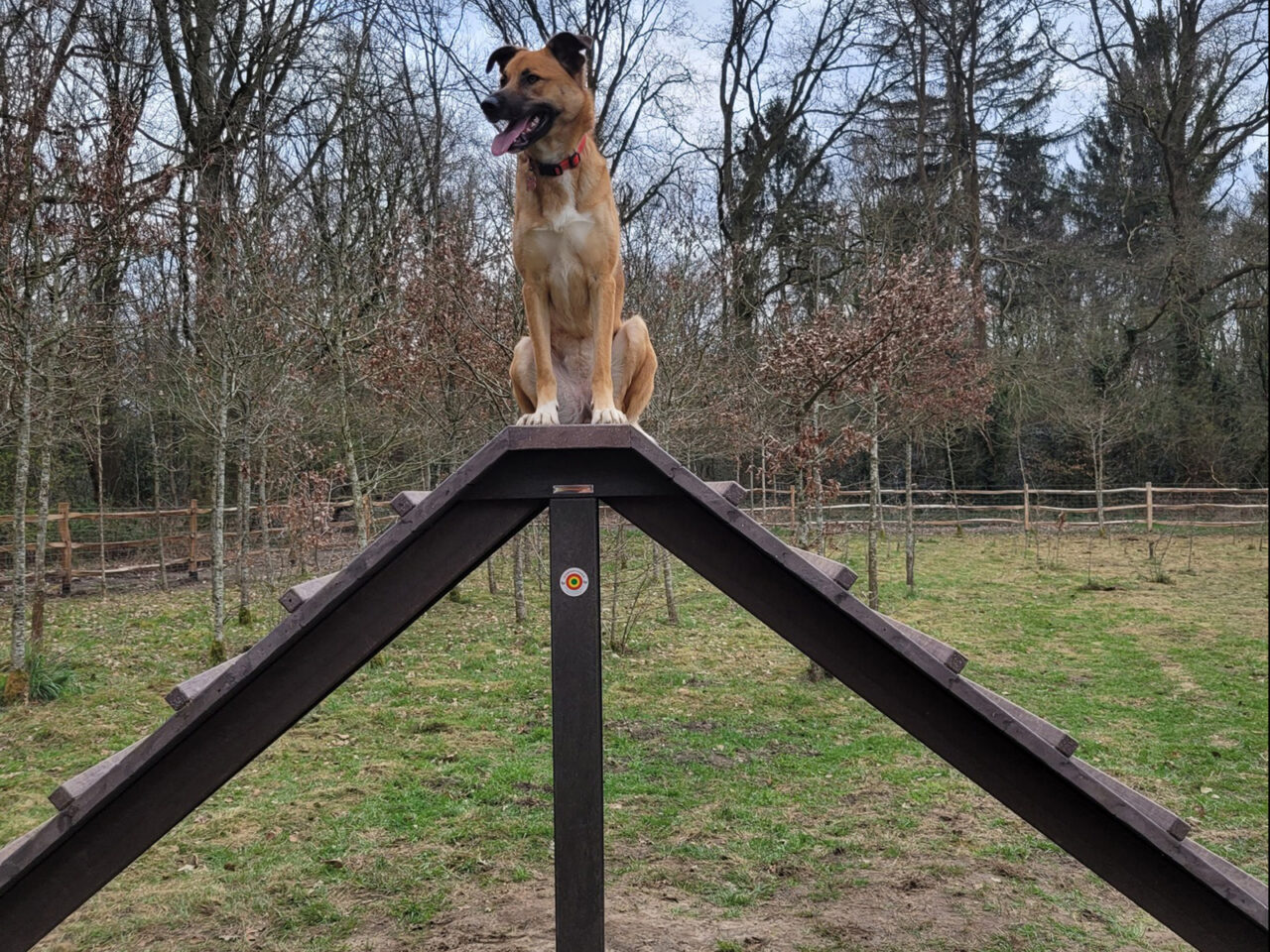 Hondenspeeltuin